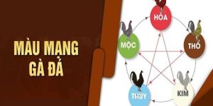 Màu Mạng Gà Đá- Thần Số Học Trong Giới Đam Mê Gà Chọi