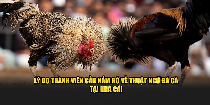 Tầm quan trọng của việc ghi nhớ thuật ngữ đá gà