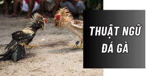 Thuật ngữ đá gà | ABC8 Giải mã ý nghĩa cho người mới